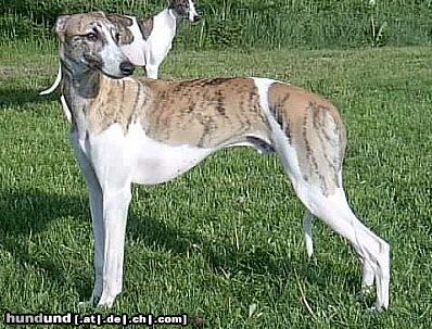 Whippet Hunde Foto 8824 Whippet MADAGASKAR Lazarus