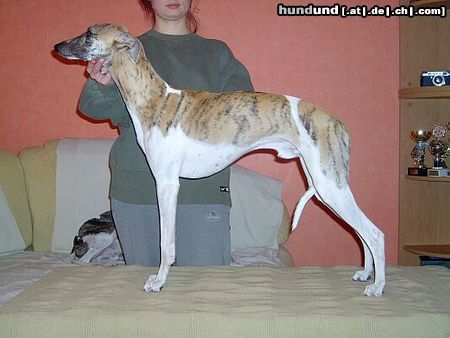 Whippet Hunde Foto 8820 Whippet MADAGASKAR Lazarus