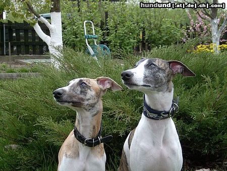 Whippet Hunde Foto 8832 Whippet CHRIS de BURGH Lazarus & MADAGASKAR Lazarus