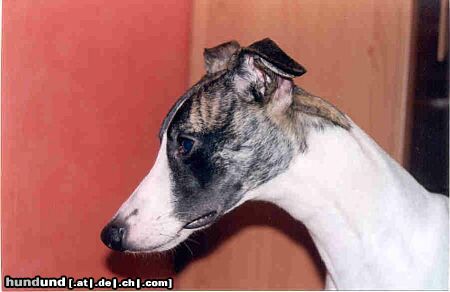 Whippet Hunde Foto 8831 Whippet CHRIS de BURGH Lazarus