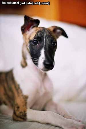 Whippet Hunde Foto 8346 Whippet Malta Lazarus