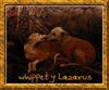 Whippet Foto: love whippets (ID 8295) Whippet Hund