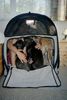Whippet Foto: platz ist in der kleinsten Hütte (ID 16879) Whippet Hund