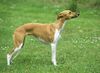 Whippet Foto: Whippet (ID 12718) Whippet Hund