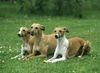 Whippet Foto: Whippet´s (ID 12719) Whippet Hund