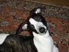 Whippet Foto: Tylko Ty Irish Whisky (was gibts Pansen?..) (ID 30352) Whippet Hund