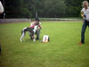 Whippet Foto: Tylko Ty Irish Whisky (ID 30349) Whippet Hund