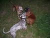 Whippet Foto: wer bist du? (ID 17542) Whippet Hund