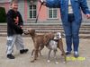 Whippet Foto: pärchen (ID 17729) Whippet Hund