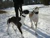 Whippet Foto: Tylko Ty Irish Whisky (ID 30351) Whippet Hund