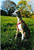 Whippet Foto: baby (ID 16881) Whippet Hund