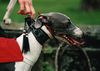 Whippet Foto: Ch.T.REX Lazarus (ID 8303) Whippet Hund