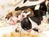 Whippet Foto: P Lazarus litters (ID 8298) Whippet Hund