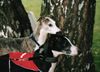 Whippet Foto: whippets Lazarus (ID 8301) Whippet Hund