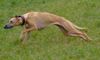 Whippet Hund