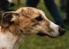 Whippet Foto: Ch.Woodbrook`s WAROTH (ID 8302) Whippet Hund