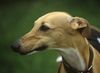 Whippet Foto: Whippethündin (ID 12720) Whippet Hund
