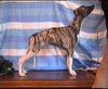 Whippet Foto: PAN ROLLS-ROYCE Lazarus (ID 8299) Whippet Hund