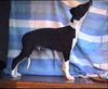 Whippet Foto: PAN BENTLEY Lazarus (ID 8300) Whippet Hund