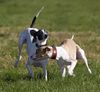 Whippet Foto: Vorfahrt! Juana &Aveline (ID 35098) Whippet Hund