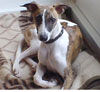 Whippet Foto: ein Whippchen (ID 37294) Whippet Hund
