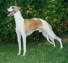 Whippet Foto: Feel the Energy Apollo (ID 1563) Whippet Hund