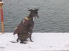 Whippet Foto: Das ist mein Windhund (ID 32290) Whippet Hund