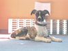 Whippet Foto: ...Bailey ganz brav! (ID 25338) Whippet Hund
