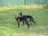 Whippet Foto: Geschwister (ID 4824) Whippet Hund