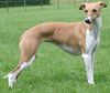 Whippet Foto: Schönheits- und Coursingchampion Thetis vom Kleinen Berg (ID 26789) Whippet Hund