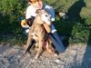 Whippet Foto: Dévaj Amazon 12 Jahre alt (Whippet Hünden) und Miki 8 Jahre alt (ID 15607) Whippet Hund
