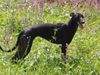 Whippet Foto: Dévaj Mirage (ID 15589) Whippet Hund