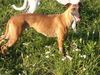 Whippet Foto: Dévaj Násfa (ID 15591) Whippet Hund
