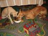 Whippet Foto: Dévaj Orion & Dana (ID 15592) Whippet Hund
