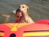 Whippet Foto: Dénaj Orion & Miki (ID 15595) Whippet Hund