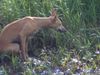 Whippet Foto: die Jagd (ID 15596) Whippet Hund