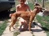 Whippet Foto: Orion (ID 15597) Whippet Hund