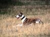 Whippet Foto: Joey (ID 16691) Whippet Hund