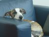 Whippet Foto: wer ist hier der Boss? (ID 16813) Whippet Hund