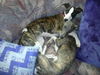 Whippet Foto: Ein sehr ertappter Blick ;) (ID 37182) Whippet Hund