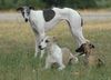 Whippet Foto: unsere Mädels (ID 35097) Whippet Hund