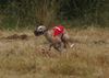 Whippet Foto: regencoursing (ID 16884) Whippet Hund