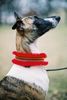 Whippet Foto: Malta Lazarus (ID 9040) Whippet Hund