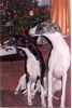 Whippet Foto: CHRIS de BURGH Lazarus & ODESSA Lazarus (ID 8827) Whippet Hund
