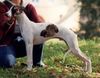 Whippet Foto: CHRIS de BURGH Lazarus (ID 8829) Whippet Hund