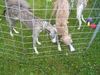 Whippet Foto: Whippets in Heidenau (ID 14060) Whippet Hund