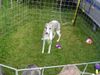 Whippet Foto: Whippets in Heidenau (ID 14061) Whippet Hund