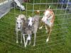 Whippet Foto: Whippets in Heidenau (ID 14062) Whippet Hund