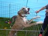 Whippet Foto: Whippets in Heidenau (ID 14065) Whippet Hund