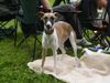 Whippet Foto: Whippets in Heidenau (ID 14076) Whippet Hund